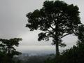 070_tree_in_rain.jpg